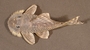 Pseudancistrus barbatus FMNH 116976 dorsal
